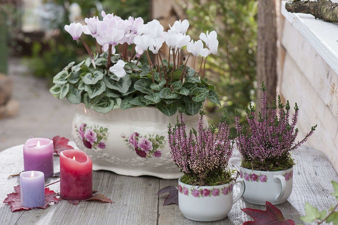 Calluna vulgaris Garden Girls 'Lena'