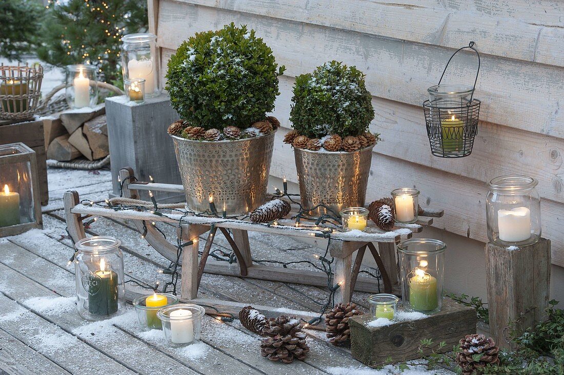 Buxus (Box ball) placed in silver tubs on sledges