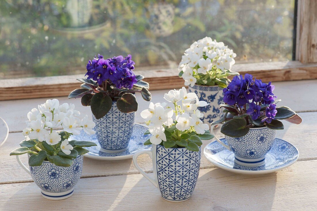 Saintpaulia ionantha in blue and white cups