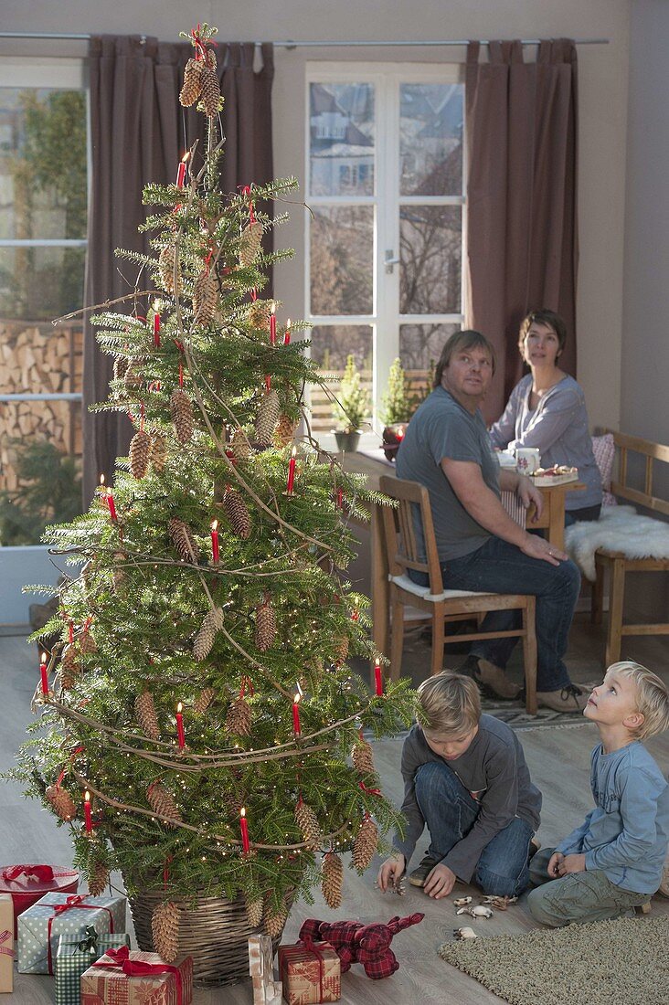 Lebende Koreatanne als Weihnachtsbaum natürlich geschmückt