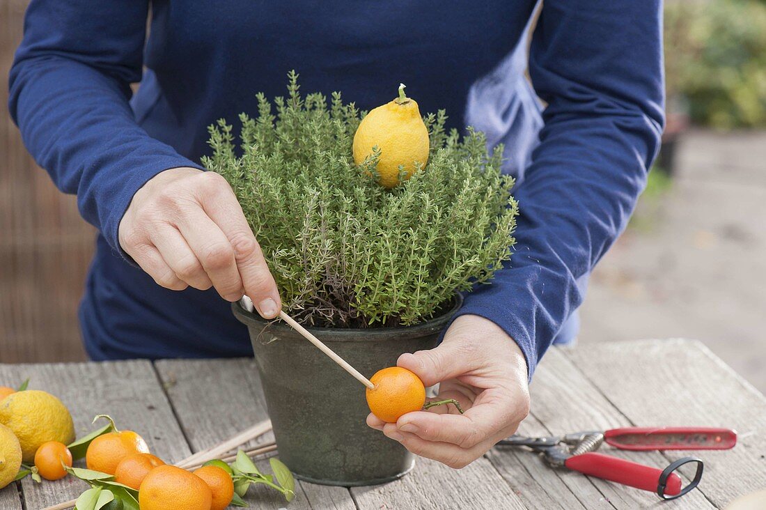 Thymian mediterran dekoriert mit Früchten und Blüten