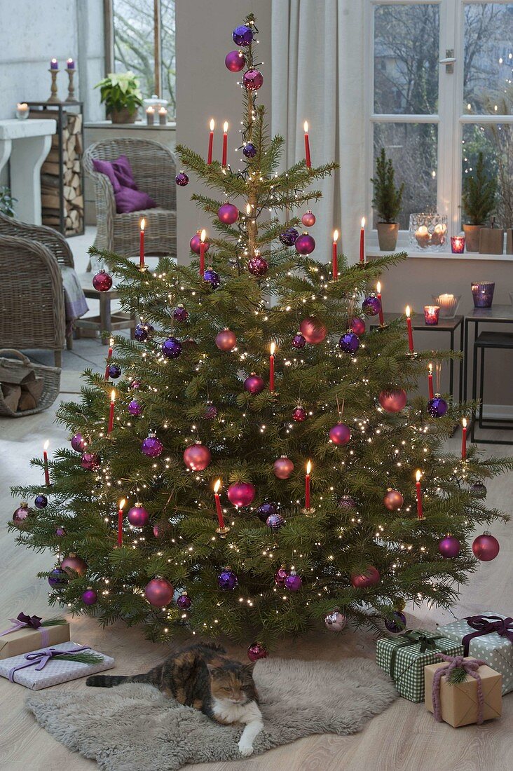 Abies nordmanniana (Nordmann fir) decorated with berry coloured