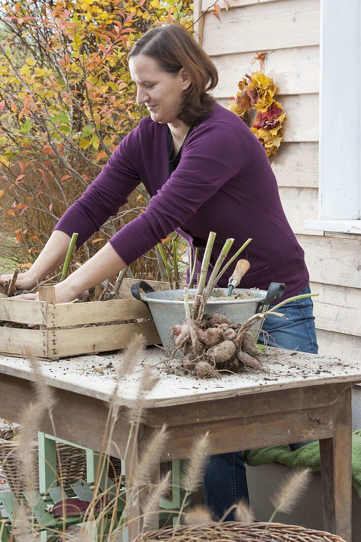 Hibernate dahlia tubers