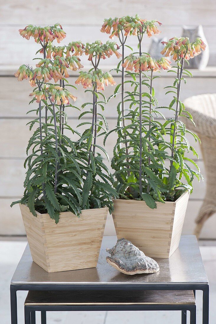 Kalanchoe blossfeldiana 'Lucky Bells' (Blazing Katy)