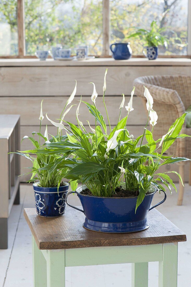 Spathiphyllum wallisii (Einblatt) ein blauer Emaille-Schüssel und Tasse