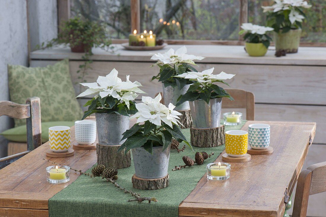 Euphorbia pulcherrima 'Princettia white' in zinc pots