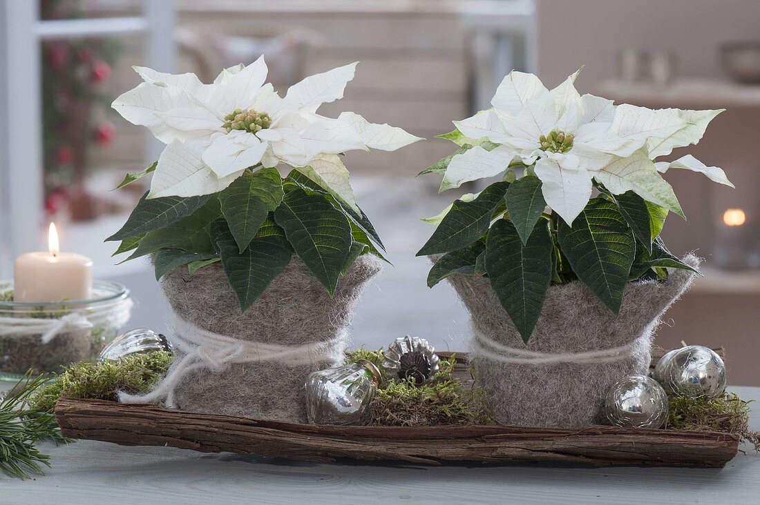 Euphorbia pulcherrima 'Princettia white' (poinsettia)