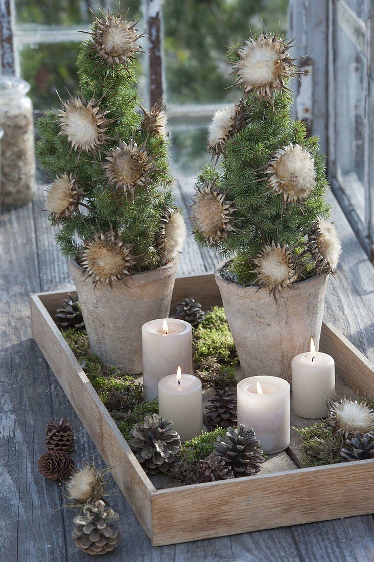 Picea glauca 'Conica' (Sugarloaf spruce) decorated for Christmas