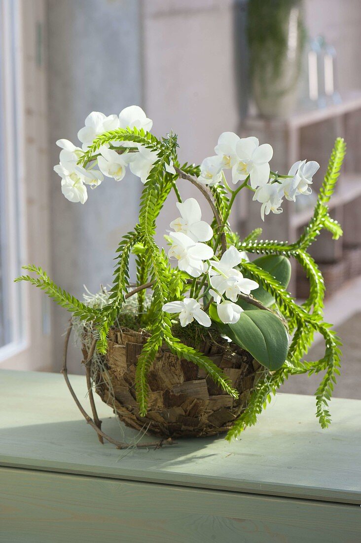 Lycopodium (Lycopodium) and Phalaenopsis (Malay flower)