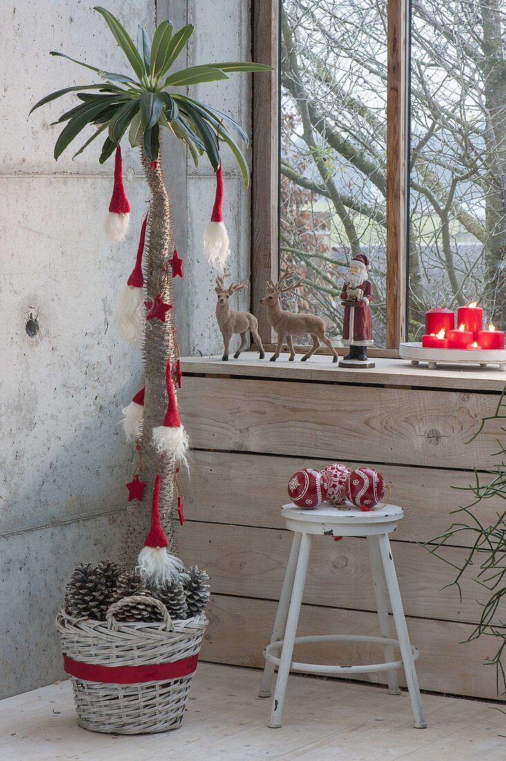 Pachypodium lamerei (Madagascar palm) decorated for Christmas