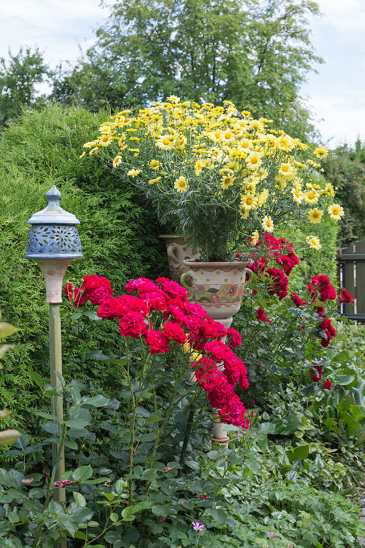 Bed with Rosa (roses) and perennials, Argyranthemum (daisies) in hand-potted plant pots on columns, potted lantern on stick
