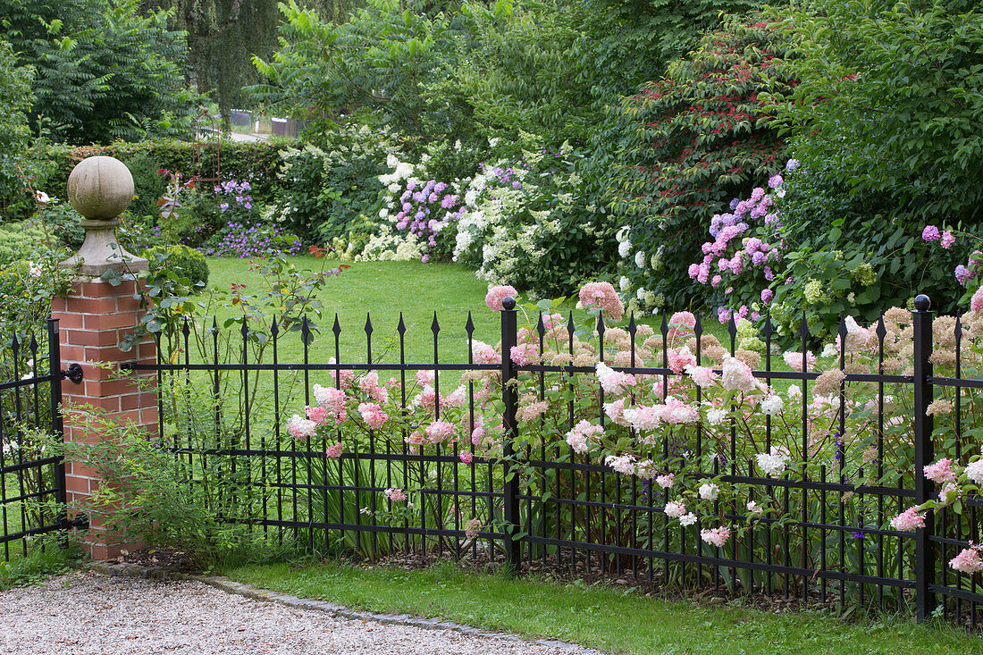 Iron fence with Hydrangea paniculata 'Vanille Fraise' (panicle hydrangea), shade bed with various hydrangeas in front of larger shrubs