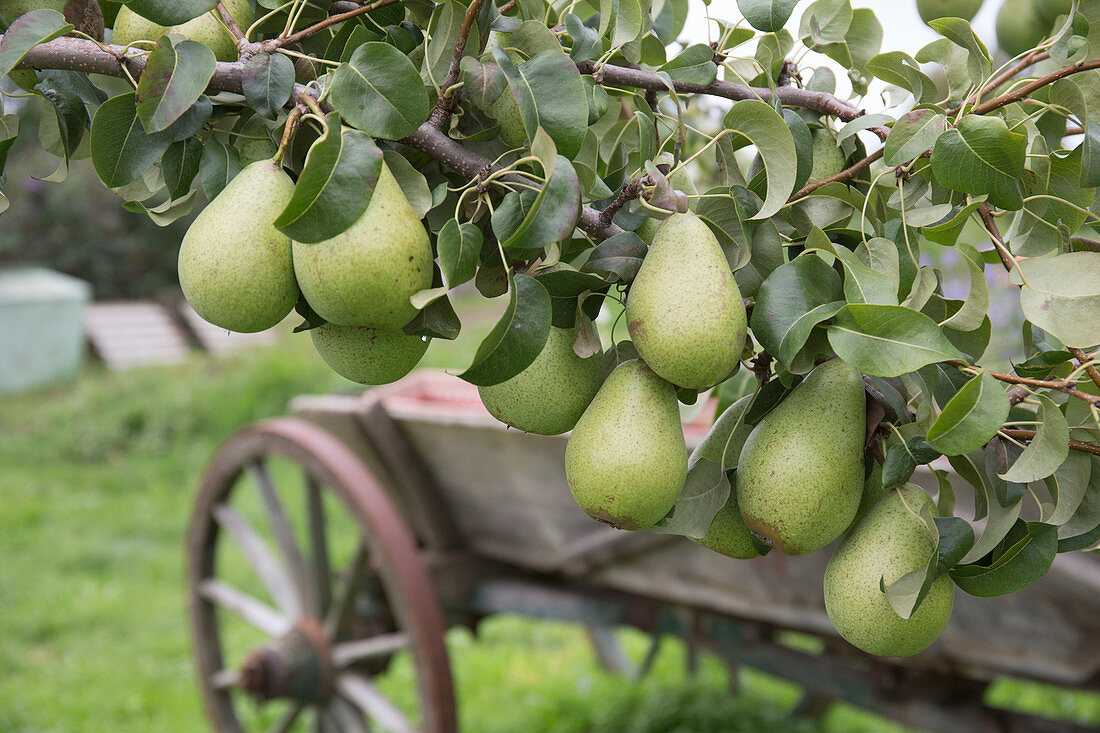 Pear 'Countess of Paris', well storable winter pear