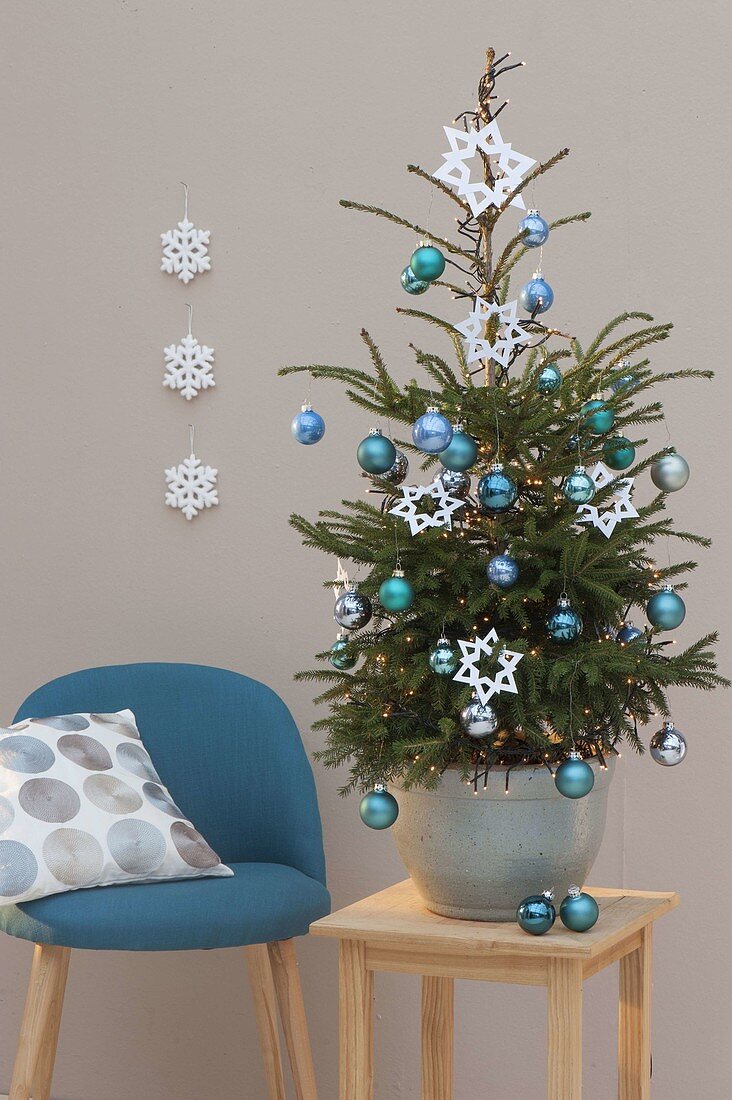 Living Picea abies (red spruce) decorated with blue tree balls