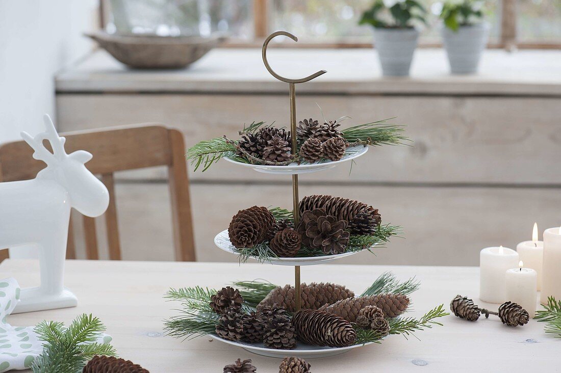 Etagere mit Zapfen, Zweigen von Larix (Lärche), Pinus (Kiefer) und Abies