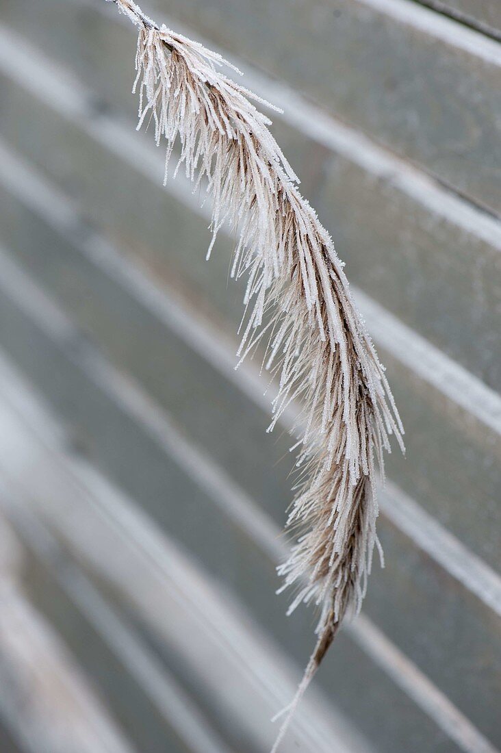 Gefrorene Blüten von Pennisetum rubrum (Federborstengras)