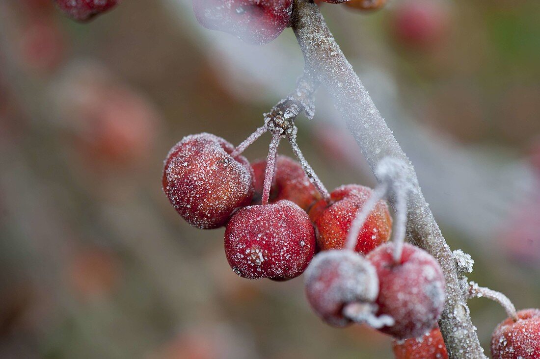 Frosted malus (ornamental apple) on branch