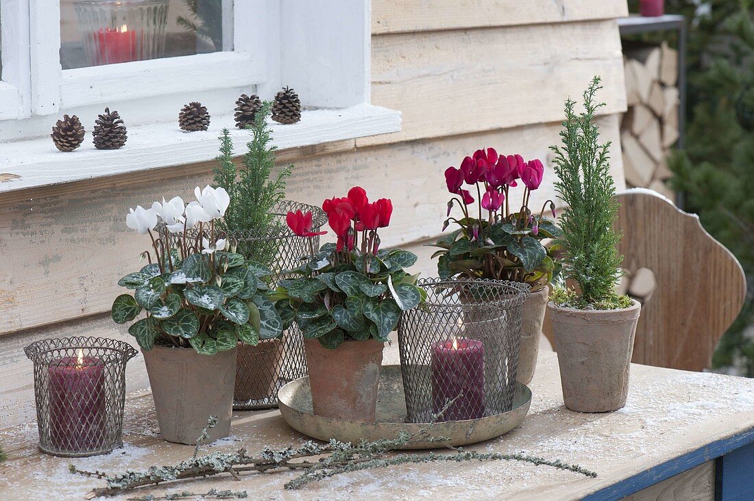 Cyclamen (Alpenveilchen) und Chamaecyparis 'Ellwoodii' (Scheinzypressen)