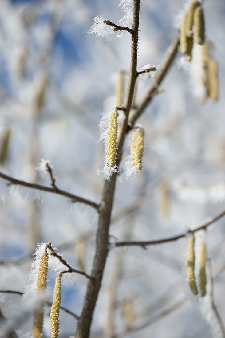 Gefrorene Blüten von Corylus avellana (Haselnuss)