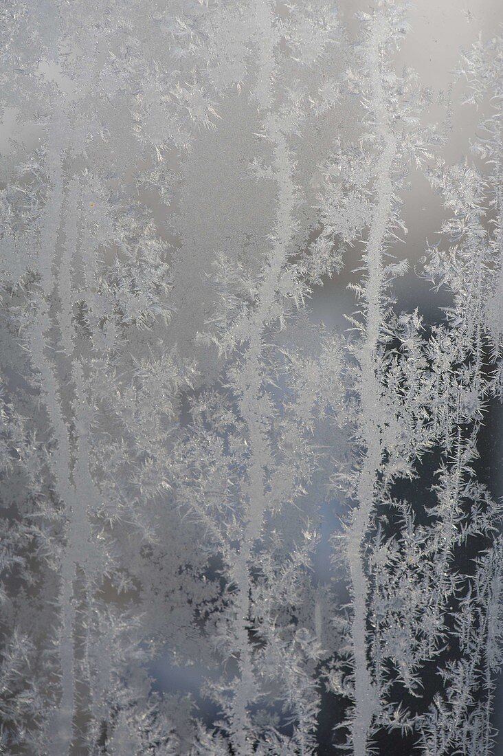 Ice crystals on the greenhouse window