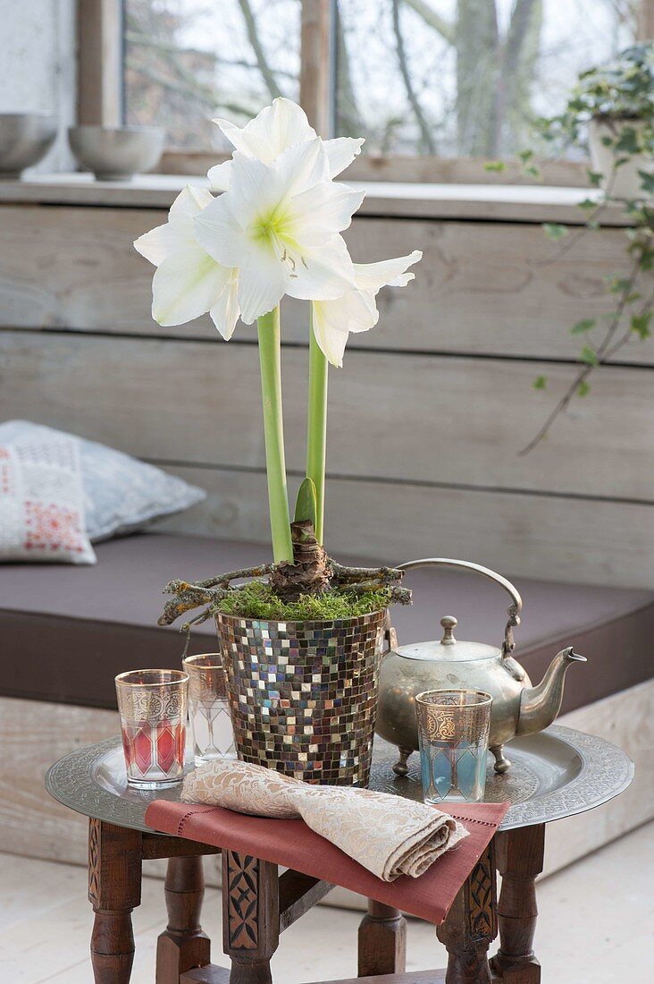 Hippeastrum 'Arctic White' (Amaryllis) in mosaic pot