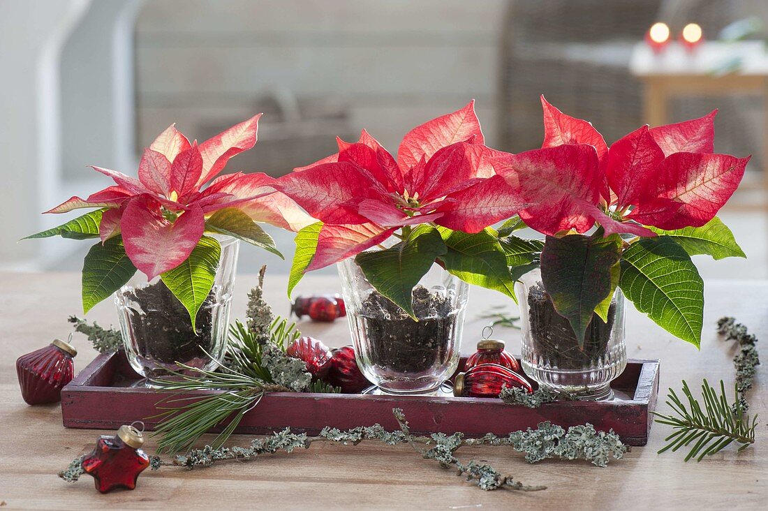 Euphorbia pulcherrima 'Ice Chrystal' in glasses