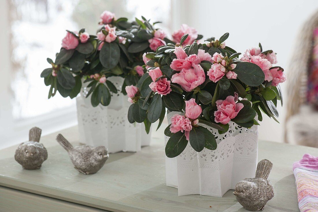 Rhododendron simsii (room azalea) with white cake tip