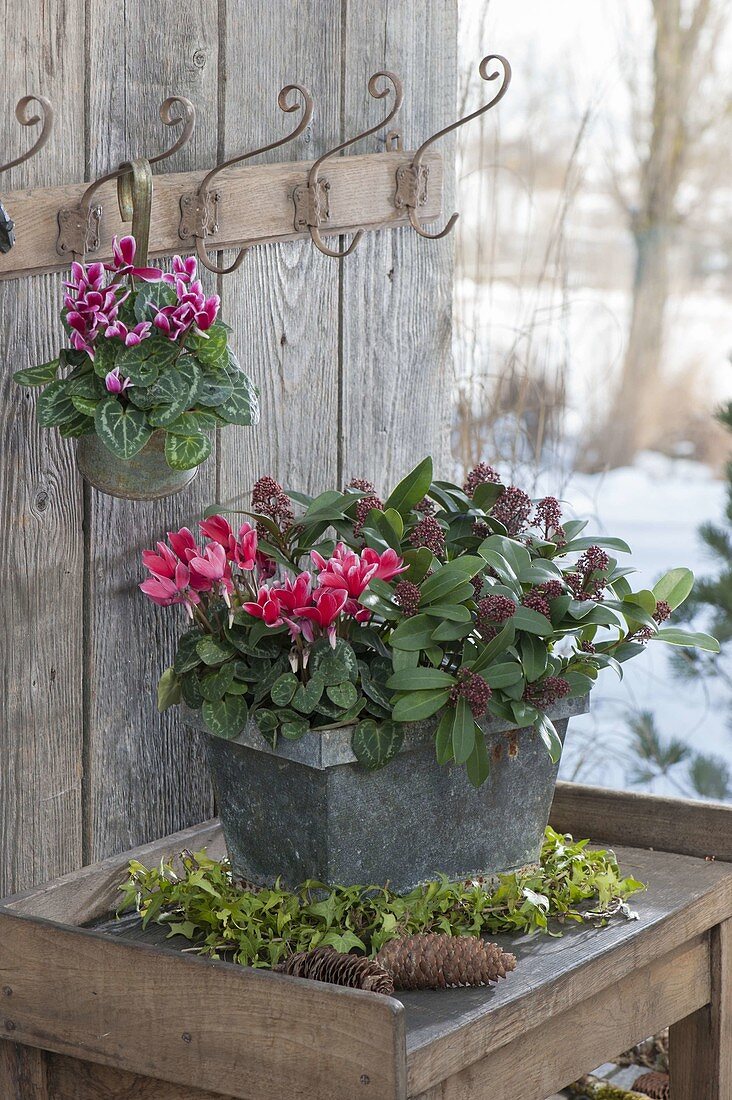 Cyclamen (cyclamen) with red-white flowers in zinc pot