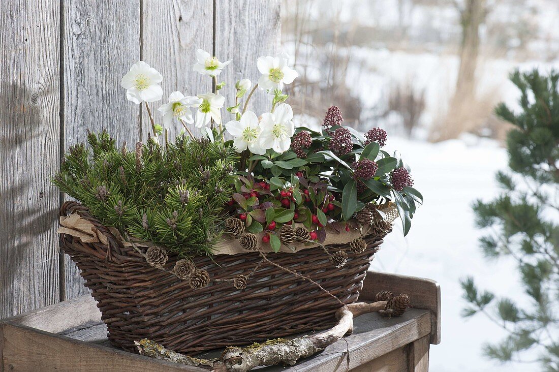 Winter hardy planted basket with Pinus, Helleborus niger