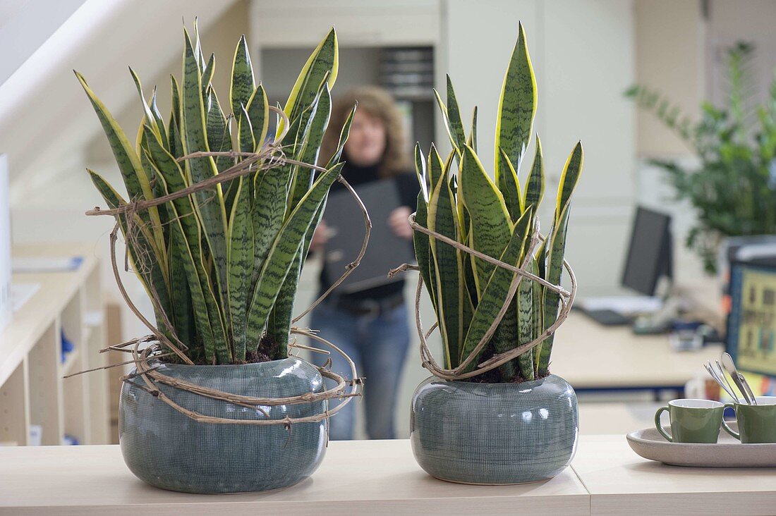 Sansevieria trifasciata 'Laurentii' with clematis tendrils