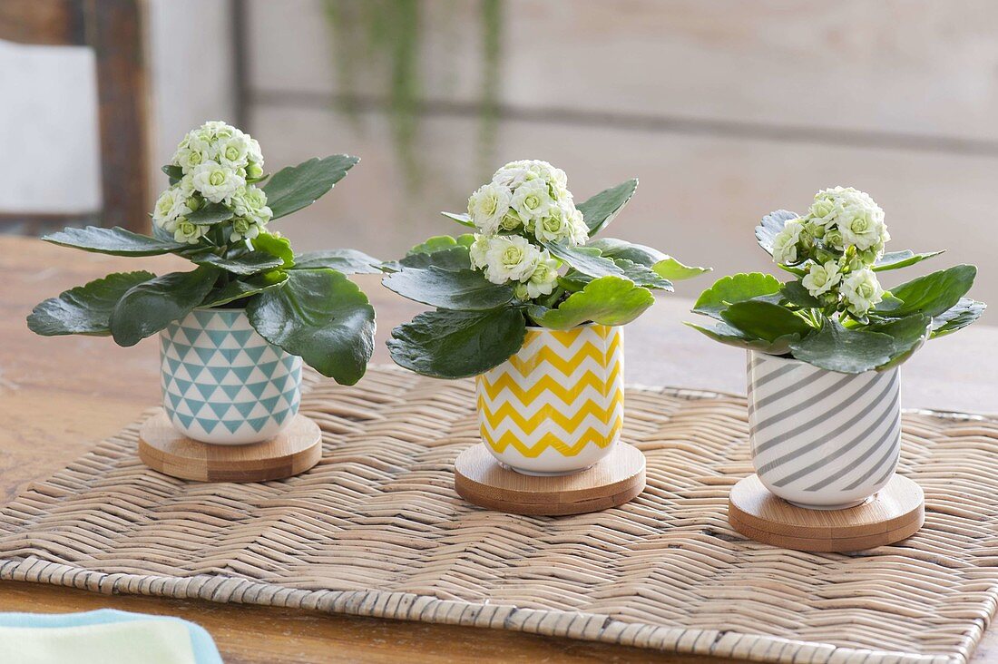 Little Kalanchoe blossfeldiana in colorful cups