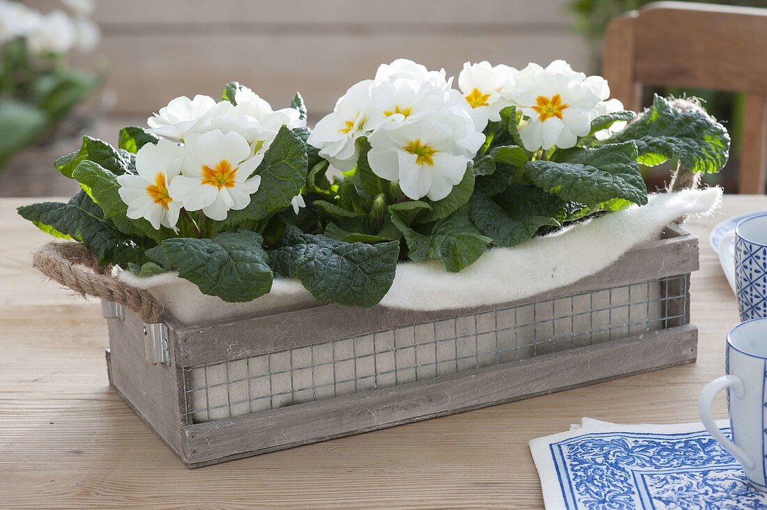 Wooden box with white primula acaulis (primrose)