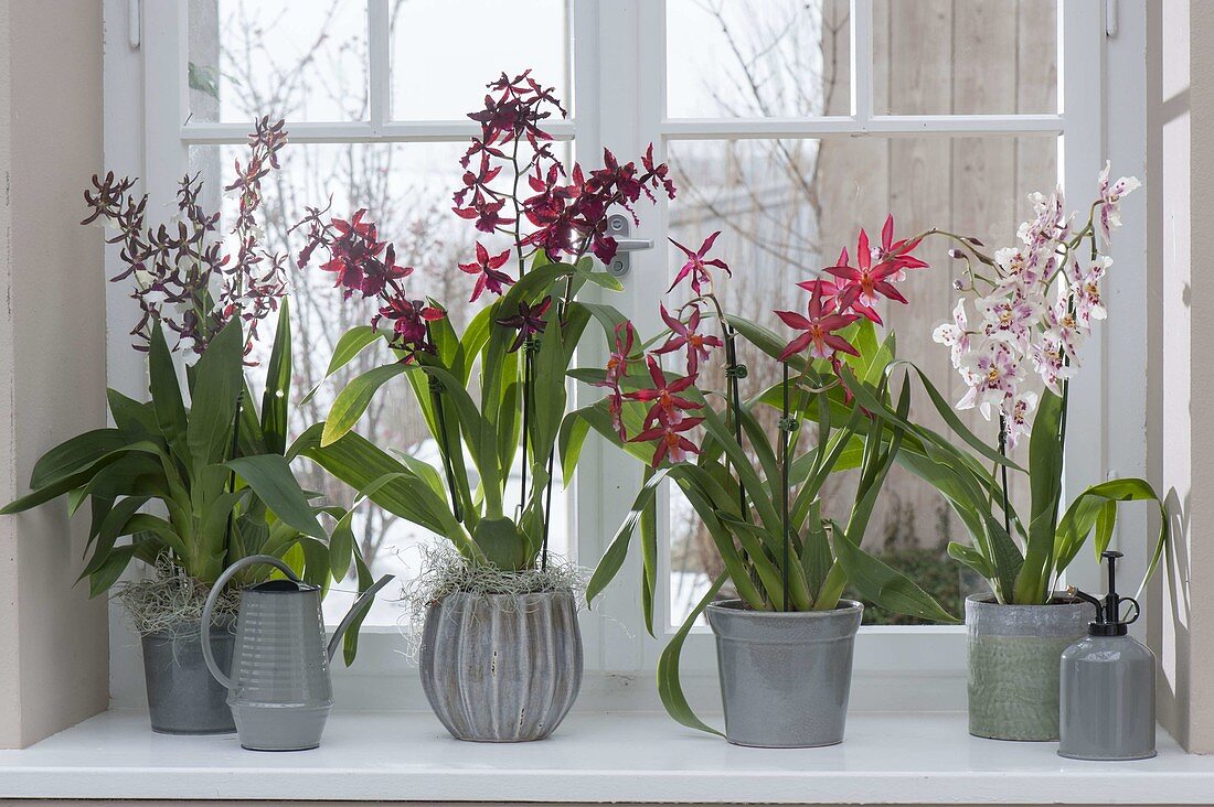 Orchids at Window Odontonia 'Samurai', Colmanara Wildcat 'Bobcat'