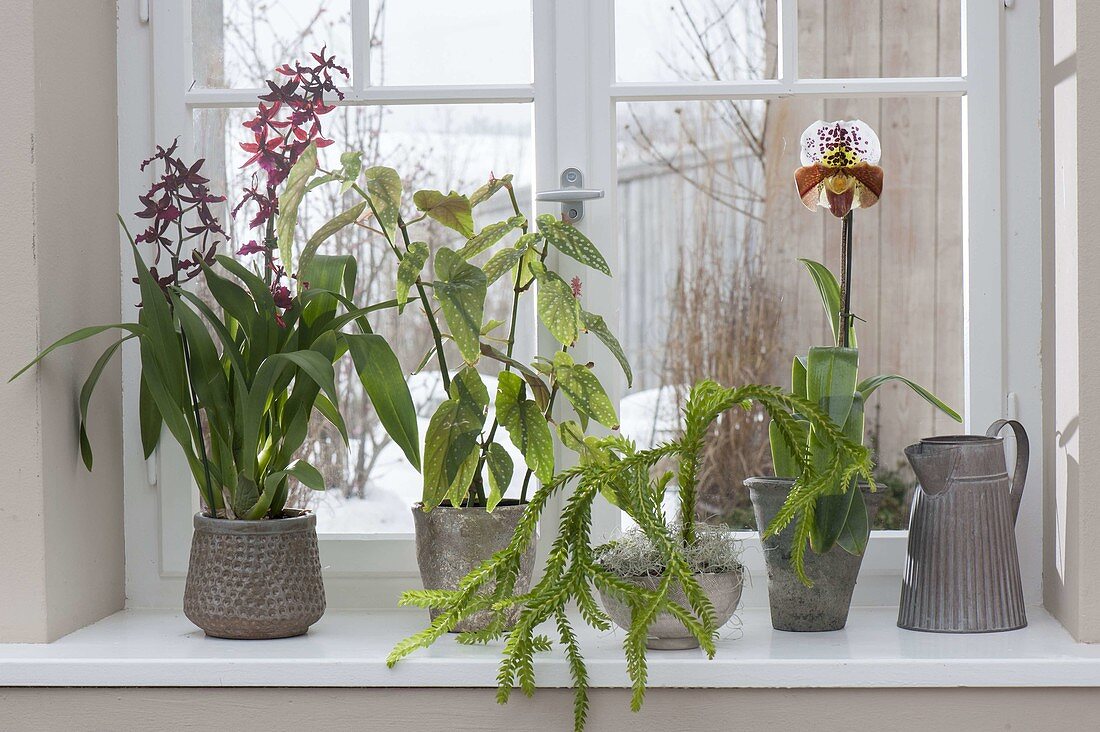 Parthypot Plants Colmanara Wildcat 'Bobcat' window