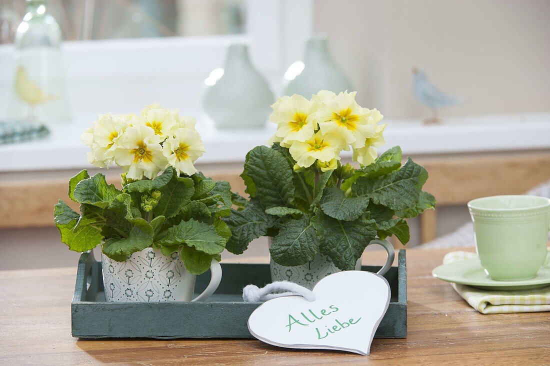 Delicately scented primula acaulis in cups on wooden tray