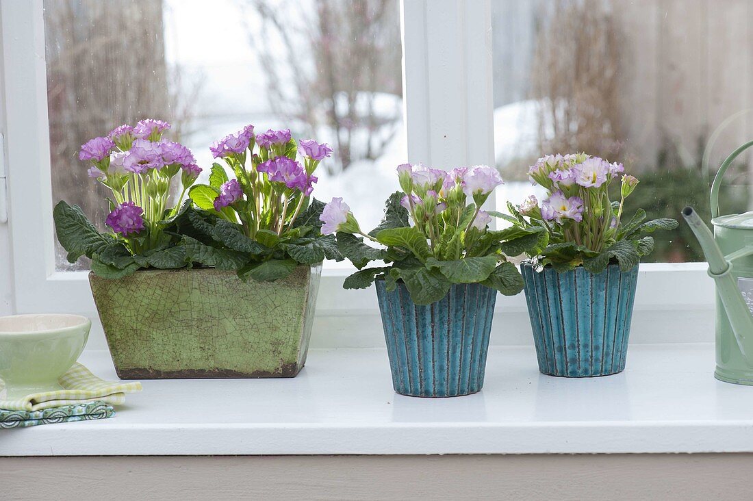 Primula acaulis 'Suzette' (stuffed primrose) at the window