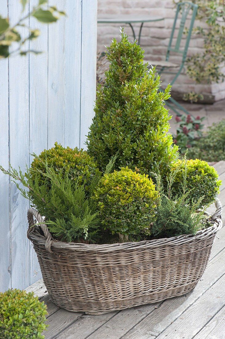 Alter Wäschekorb winterfest bepflanzt mit Buxus (Buchs) als Kugeln