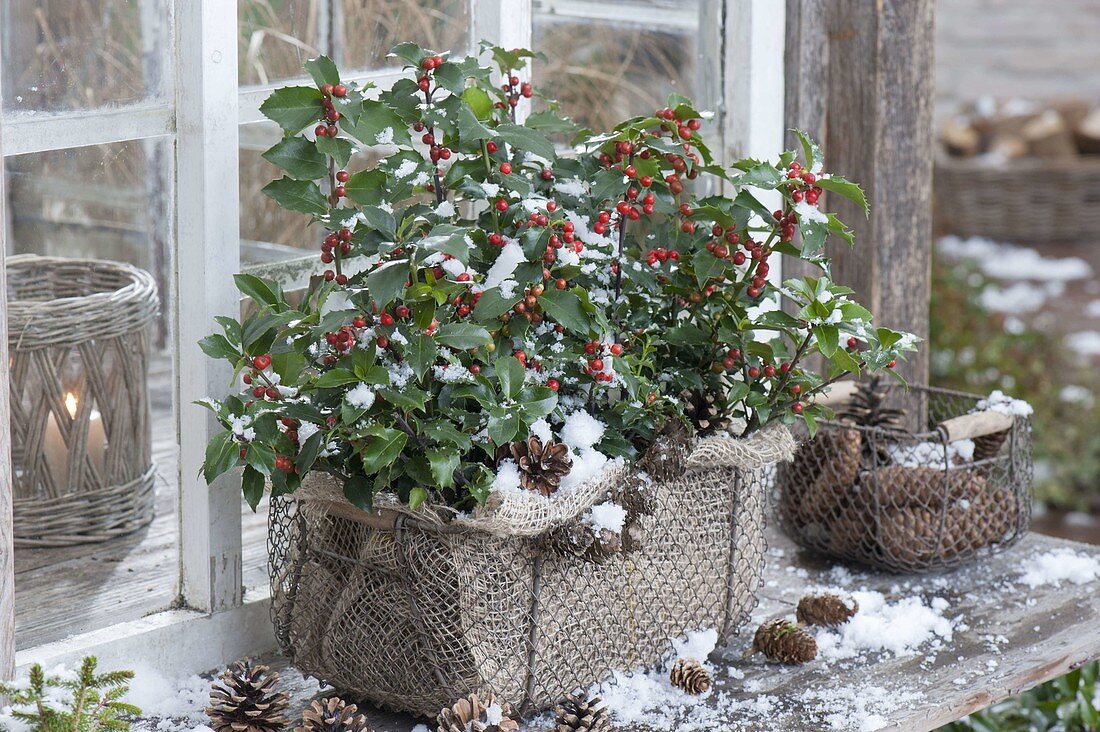 Ilex meservae 'Blue Angel' (Holly) in a wire basket as a box