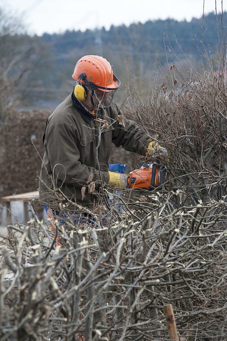 Hedge cut in winter