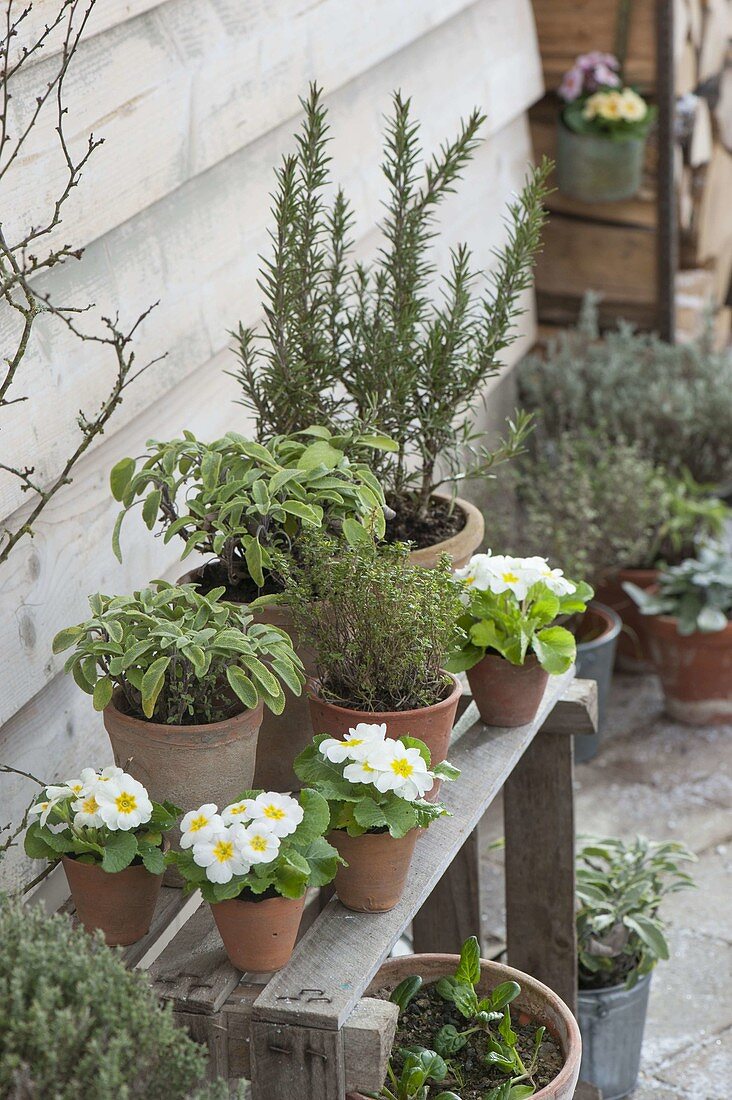 Terracotta pots with sage 'Icterina', Primula acaulis