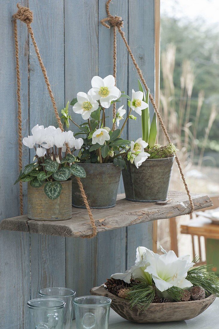 Cyclamen (Alpenveilchen), Helleborus niger (Christrose) und austreibende