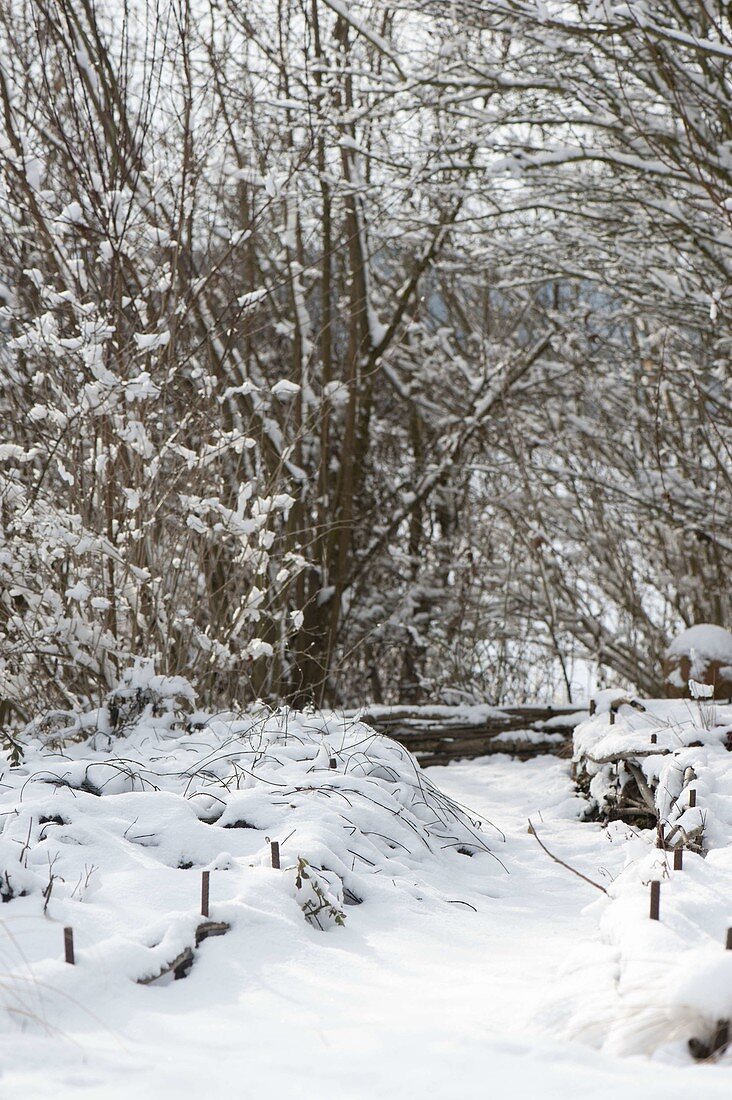 Snow-covered shrubs in the winter garden