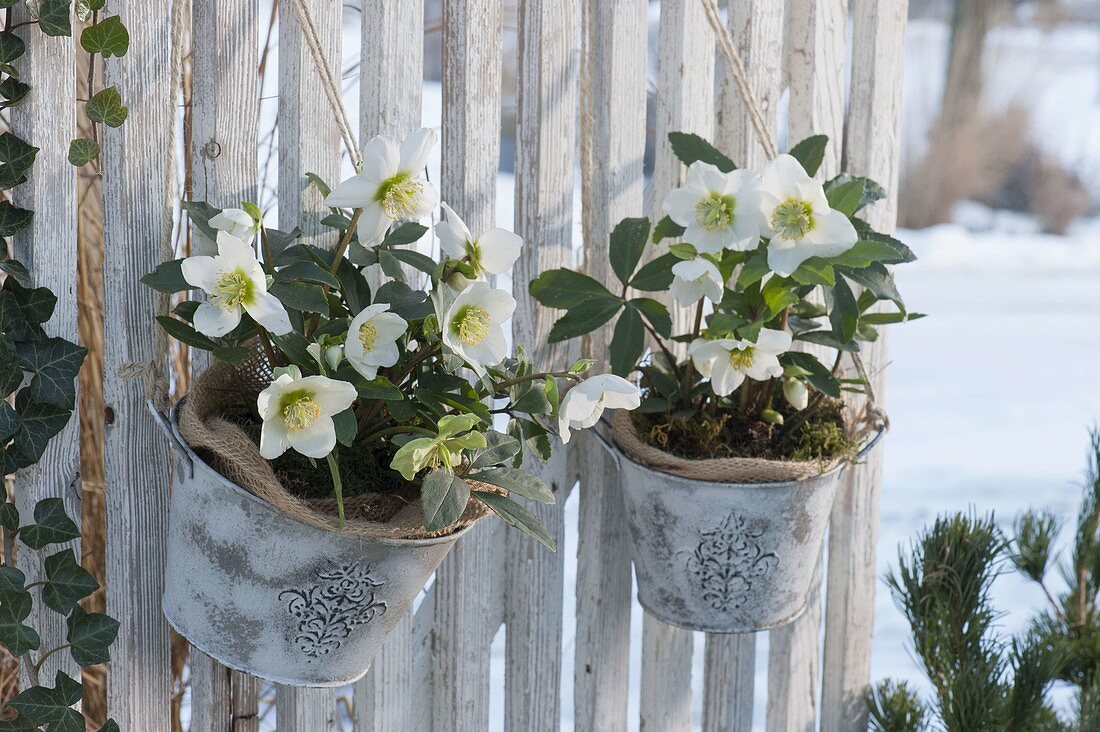 Helleborus niger (Christrosen) in Blechtoepfen an Sichtschutzwand gehängt