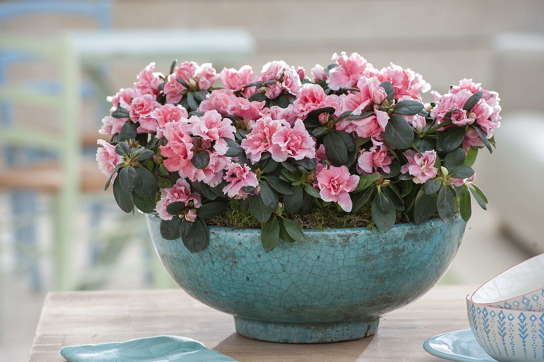 Rhododendron simsii (room azaleas) in turquoise shell