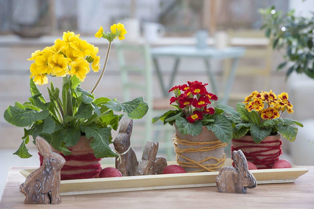 Primula elatior and Primula acaulis with Easter bunnies and Easter eggs