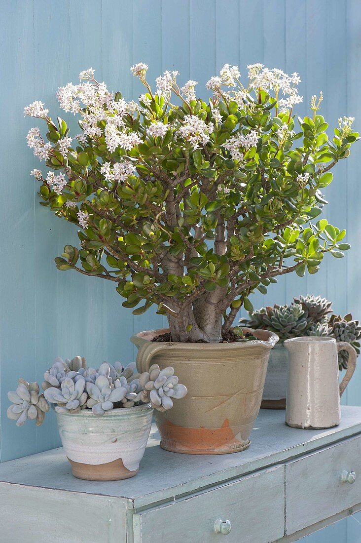 Crassula arborescens (money tree, penny-tree) in bloom