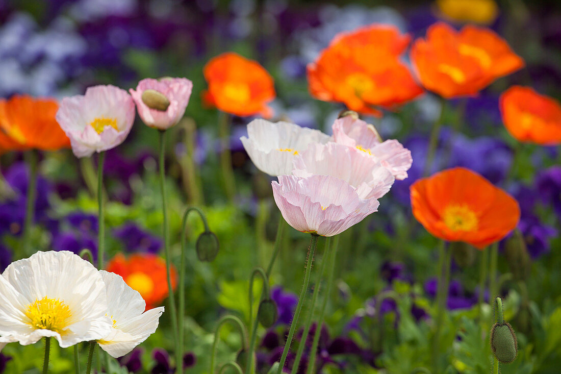 Papaver nudicaule (Iceland poppy) in white and orange