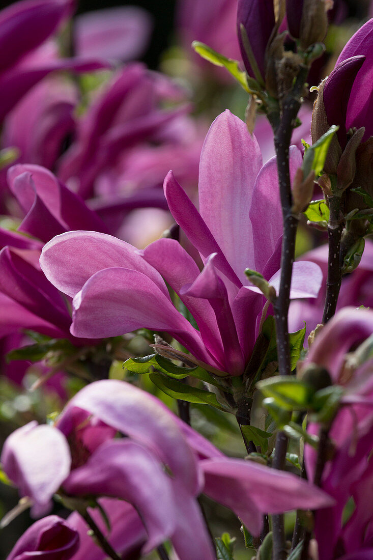 Magnolia liliiflora 'Susan' (Purpur-Magnolie)