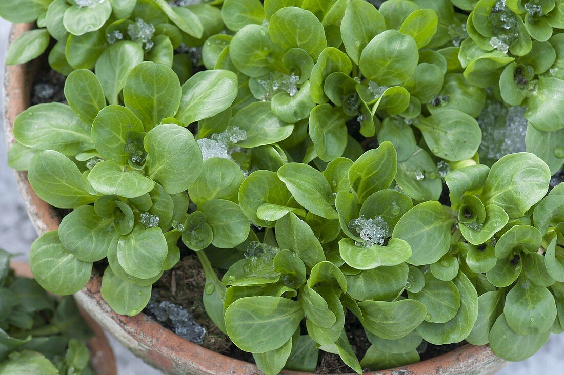 Feldsalat (Valerianella locusta) als Wintersalat im Tontopf