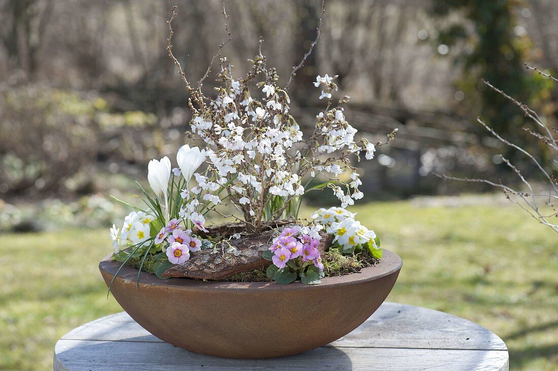 Rusty bowl with Prunus incisa 'Kojou-No-Mai', Crocus vernus